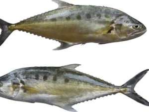 queen fish (seriphus politus)