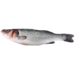 sea bass / branzino (dicentrarchus labrax) – premium whole fish & fillets for wholesale