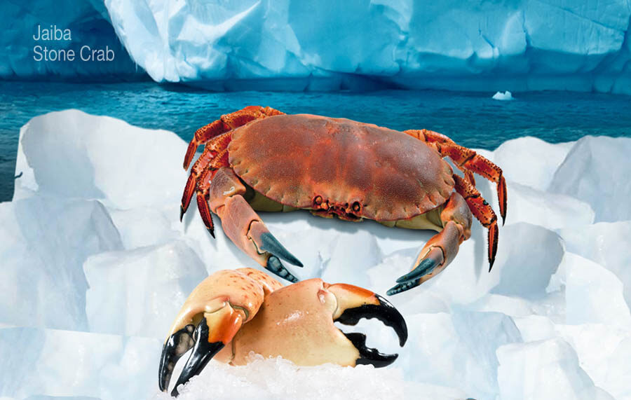 stonecrab